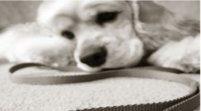 dog-walk-290160.jpg