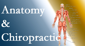 Aaron Chiropractic Clinic proudly delivers chiropractic care based on knowledge of anatomy to diagnose and treat spine related pain.