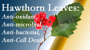 Aaron Chiropractic Clinic presents new research regarding the flavonoids of the hawthorn tree leaves’ extract that are antioxidant, antibacterial, antimicrobial and anti-cell death. 