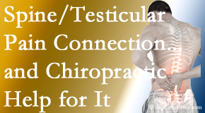 Aaron Chiropractic Clinic explains recent research on the connection of testicular pain to the spine and how chiropractic care helps its relief.