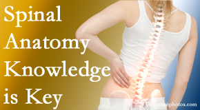 Aaron Chiropractic Clinic understands spinal anatomy well – a benefit to everyday chiropractic practice!