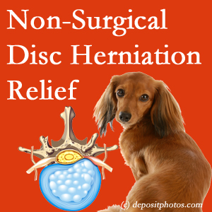 Often, the Fort Wayne disc herniation treatment at Aaron Chiropractic Clinic successfully relieves back pain for those with disc herniation. (Veterinarians treat dachshunds’ discs conservatively, too!) 
