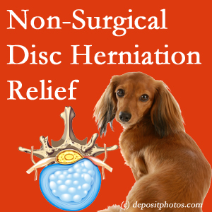 Often, the Fort Wayne disc herniation treatment at Aaron Chiropractic Clinic successfully relieves back pain for those with disc herniation. (Veterinarians treat dachshunds’ discs conservatively, too!)