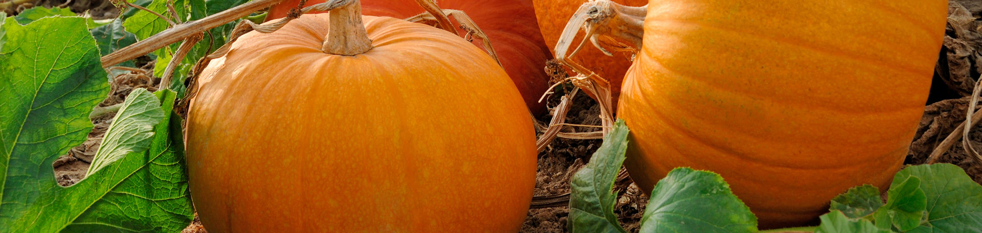 Fort Wayne Pumpkin Leaves’ help for disc degeneration