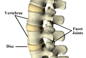 The Spine: Support System for the Body | Aaron Chiropractic Clinic