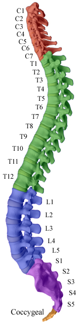 The Spine Support System For The Body Aaron Chiropractic Clinic